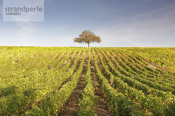 Die Weinberge von Sancerre  bekannt für edle Weine aus Rebsorten wie Pinot noir und Sauvignon blanc  Sancerre  Cher  Centre-Val de Loire  Frankreich