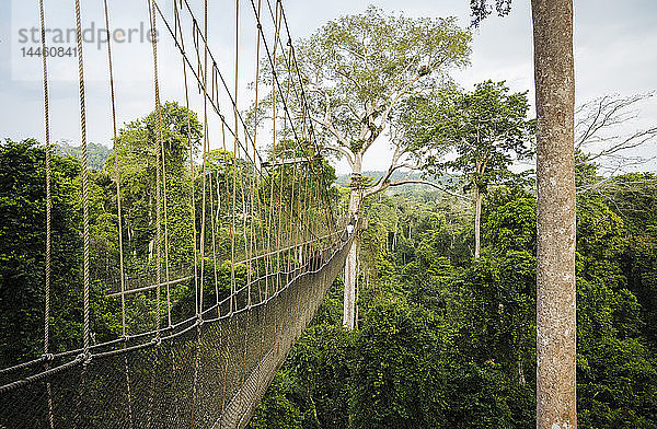 Touristen auf dem Canopy Walkway durch den tropischen Regenwald im Kakum National Park  Ghana