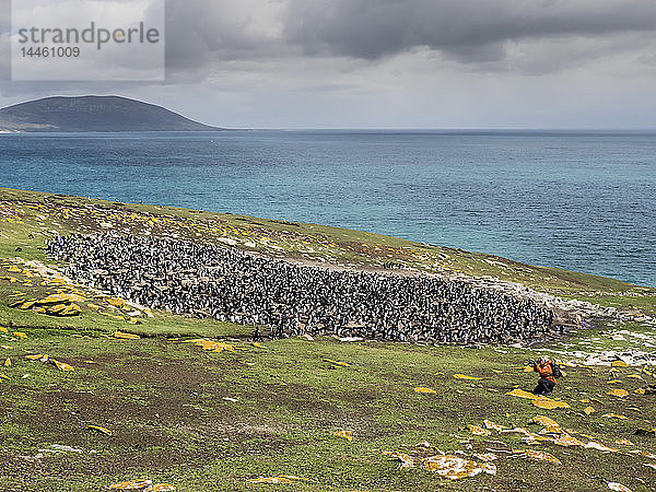 Südliche Felsenpinguine  Eudyptes chrysocome  mit Fotograf auf Saunders Island  Falklandinseln  Südatlantik