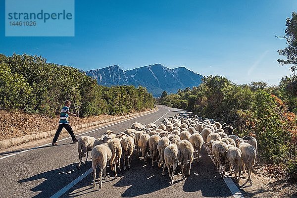 Hirte mit Herde auf dem Weg nach Orgosolo in Sardinien  Italien