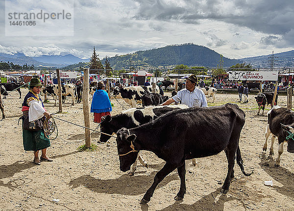 Samstags-Viehmarkt  Otavalo  Provinz Imbabura  Ecuador  Südamerika