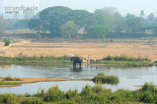 Tempelelefant  der von einem Mahut am frühen Morgen im Bharathapuzzha-Fluss gewaschen wird  Cheruthuruthy  Kerala  Indien