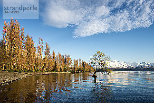 Der Wanaka-Baum bei Sonnenaufgang  Otago  Südinsel  Neuseeland