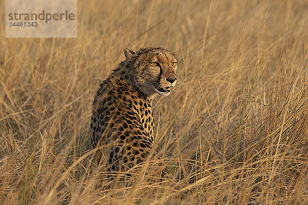 Gepard  Acinonyx jubatus  Khwai-Schutzgebiet  Okavango  Botsuana  Südliches Afrika