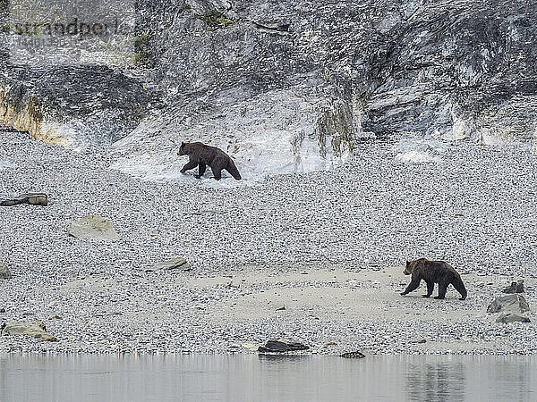 Ausgewachsene Braunbären  Ursus arctos  auf Nahrungssuche bei Ebbe im Glacier Bay National Park  Südost-Alaska  USA