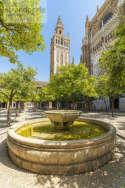 Der gotische Barockglockenturm Giralda der Kathedrale von Sevilla  vom Patio De Los Naranjos aus gesehen  UNESCO-Weltkulturerbe  Sevilla  Andalusien  Spanien