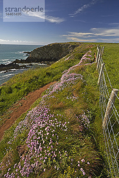 Mohnblume am Küstenweg von Pembrokeshire bei St. Justinian  Wales