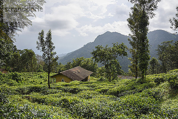 Nilgiri Hills  Regenwald und Teeplantagen  EcoScape  Tamil Nadu  Indien  Südasien