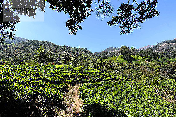 Teeplantage in den sanften Hügeln von Munnar  Kerala  Indien