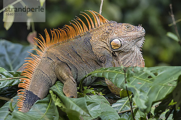 Ein erwachsener männlicher Grüner Leguan  Iguana iguana  in Brutfärbung  Tortuguero National Park  Costa Rica  Mittelamerika