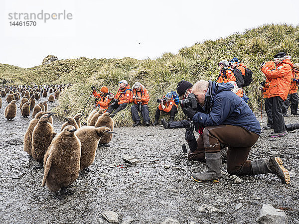 Touristen fotografieren Königspinguinküken auf Salisbury Plain  Südgeorgien  Antarktis