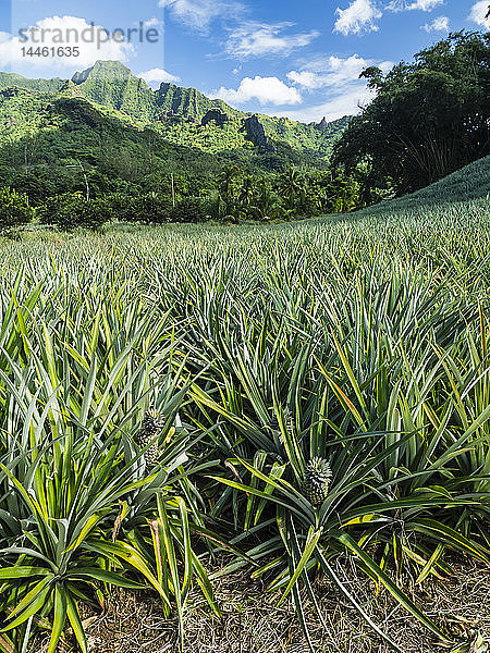 Ananasplantage im Opunohu-Tal  Moorea  Gesellschaftsinseln  Französisch-Polynesien  Südpazifik