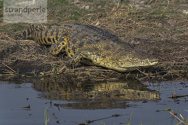 Nilkrokodil  Crocodylus niloticus  Chobe-Fluss  Botsuana  Südliches Afrika