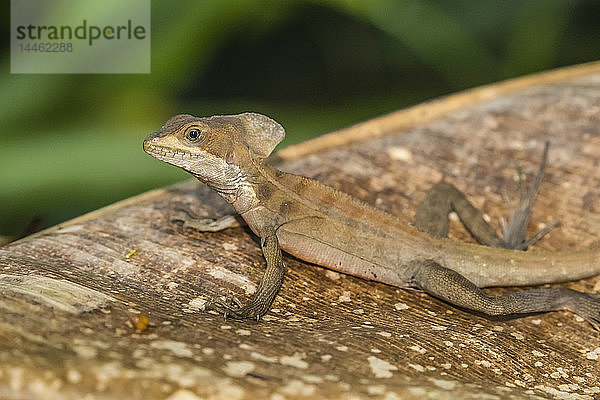 Ein jugendlicher männlicher Basilisk  Basiliscus basiliscus  im Tortuguero-Nationalpark  Costa Rica  Mittelamerika