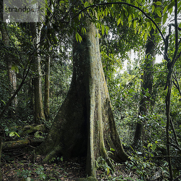 Kapokbaum  Ceiba Pentandra  im Regenwald des Kakum-Nationalparks  Ghana