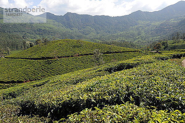 Teeplantagen in den sanften Hügeln von Munnar  Kerala  Indien