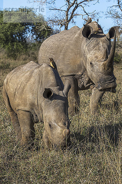 Breitmaulnashörner  Ceratotherium simum  iMfolozi Wildreservat  KwaZulu-Natal  Südafrika