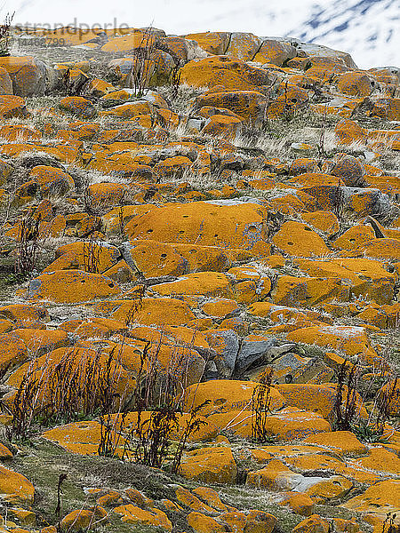 Elegante Flechten  Orange Seeflechte  Caloplaca marina  die die Oberfläche einer kleinen Insel im Beagle-Kanal bedecken  Ushuaia  Argentinien  Südamerika