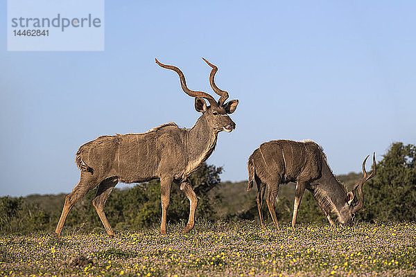 Großer Kudu  Tragelaphus strepsiceros  zwischen Frühlingsblumen  Addo Elephant National Park  Ostkap  Südafrika