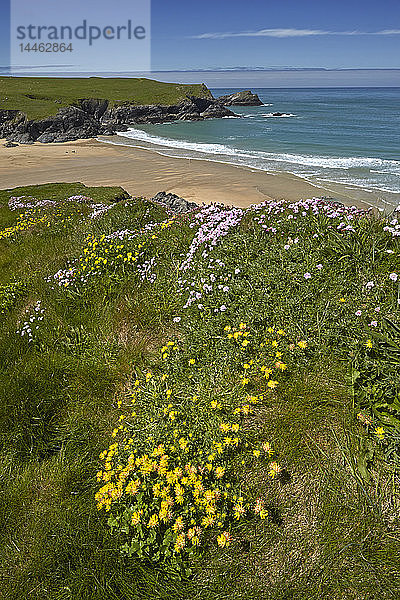 Gelbe Wundklee und rosafarbene Drüse wachsen auf den Klippen oberhalb des Strandes von Porth Joke bei Crantock  Cornwall  England