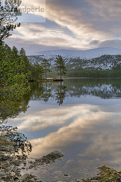 Kristallklares Wasser und Kiefern  die sich im Loch an Eilein spiegeln  The Cairngorms  Schottland  UK