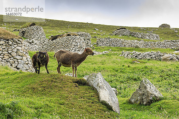 Wilde Soay-Schafe und -Lämmer  alte Rasse  steinerne Überreste eines Dorfes  Hirta  St. Kilda-Archipel  UNESCO-Weltkulturerbe  Äußere Hebriden  Schottland  Vereinigtes Königreich
