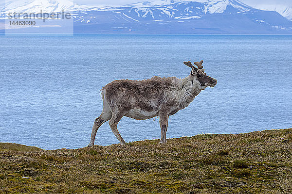 Spitzbergen-Rentier (Rangifer tarandus platyrhynchus) in der Tundra  Insel Spitzbergen  Svalbard-Archipel  Arktis  Norwegen