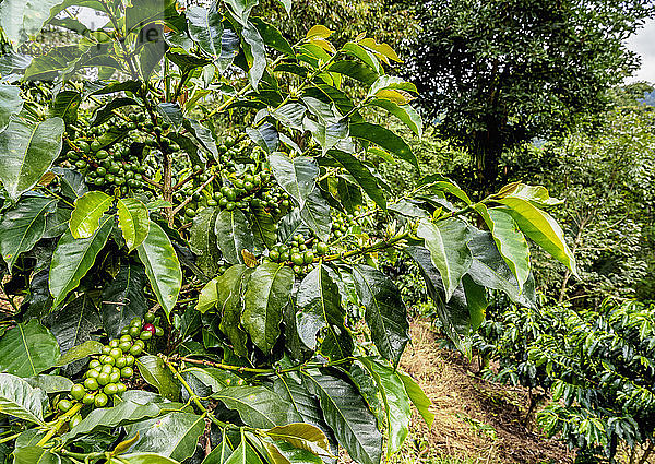 Kaffeeplantage  Salento  Departement Quindio  Kolumbien  Südamerika