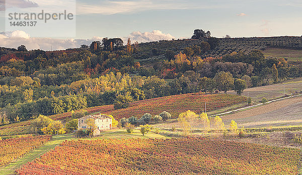 Weinberge des Sagrantino di Montefalco im Herbst  Umbrien  Italien
