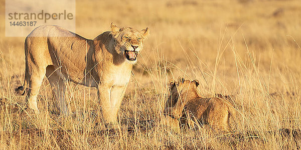 Brüllende Löwin mit Jungtieren  Masai Mara  Kenia  Ostafrika