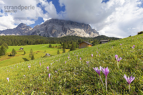 Blüte des Herbstkrokus nivea  La Valle (La Val) (Wengen)  Gadertal  Südtirol  Dolomiten  Italien