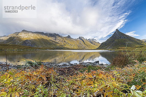 Herbstlaub am Meer unterhalb der Berge in Fredvang  Lofoten  Norwegen