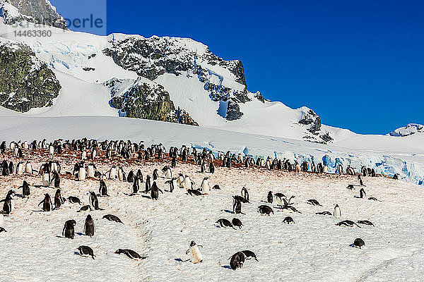 Eselspinguine in der malerischen Antarktis  Polarregionen