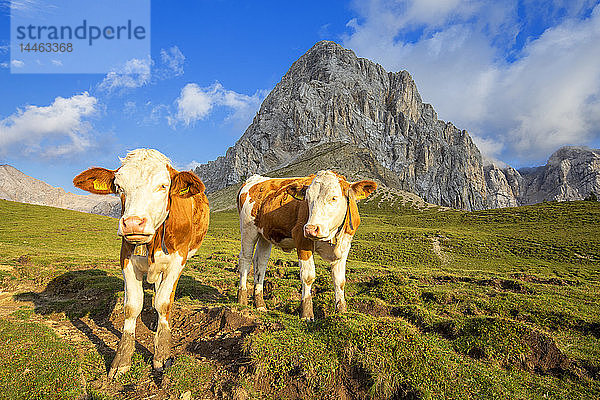 Weidende Kühe am San-Nicolo-Pass  Fassa-Tal  Trentino  Dolomiten  Italien