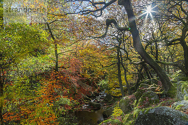 Bäume über dem Burbage Brook im Herbst im Peak District National Park  England