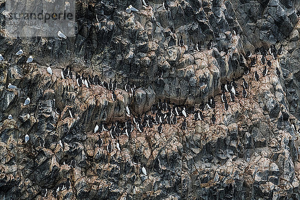 Riesige Seevogelkolonie auf der spektakulären Felsformation aus Säulenbasalt  Skala Rubini (Rubini-Felsen)  Archipel Franz Josef Land  Gebiet Archangelsk  Arktis  Russland
