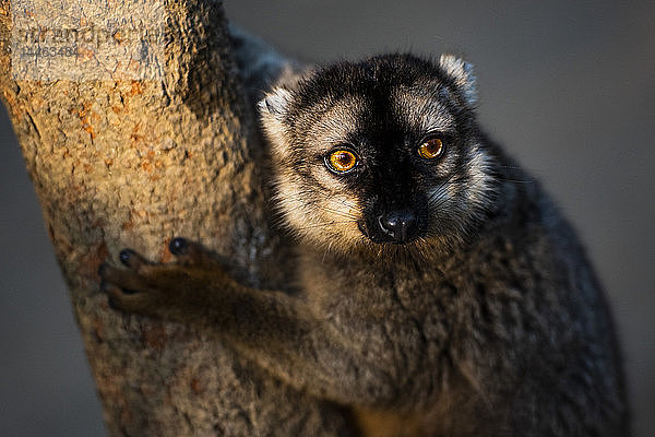 Brauner Lemur (Eulemur fulvus)  Andasibe  Madagaskar