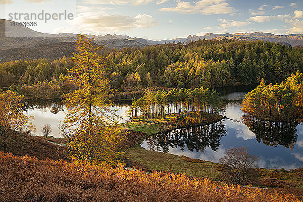 Herbstliches Nachmittagslicht bei Tarn Hows  Lake District National Park  UNESCO-Welterbe  Cumbria  England  Vereinigtes Königreich