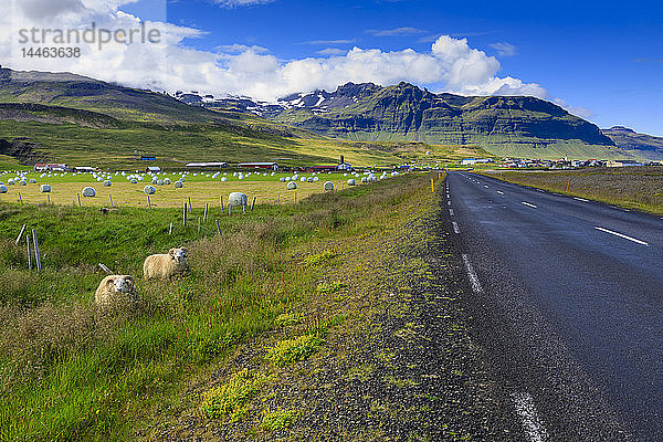 Schafe an einer Landstraße in Grundarfjordur  Island