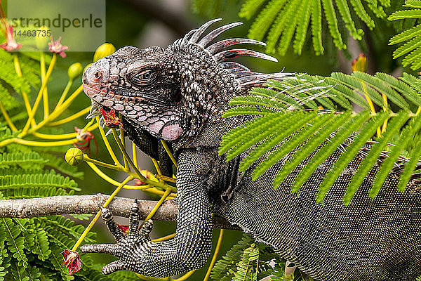 Grüner Leguan auf St. Thomas  US Virgin Islands