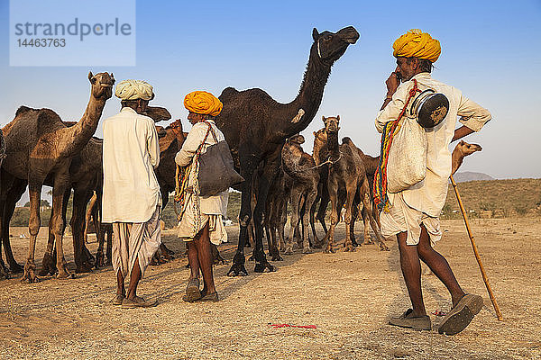 Pushkar Kamelmesse  Pushkar  Rajasthan  Indien