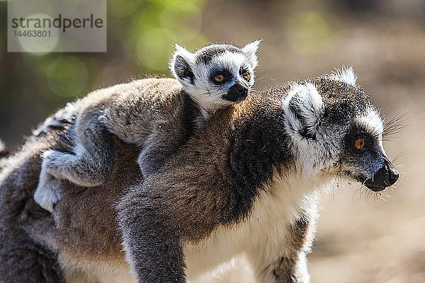 Ringelschwanzlemur und sein Baby (Lemur catta)  Anja Community Reserve  Haute Matsiatra Region  Madagaskar