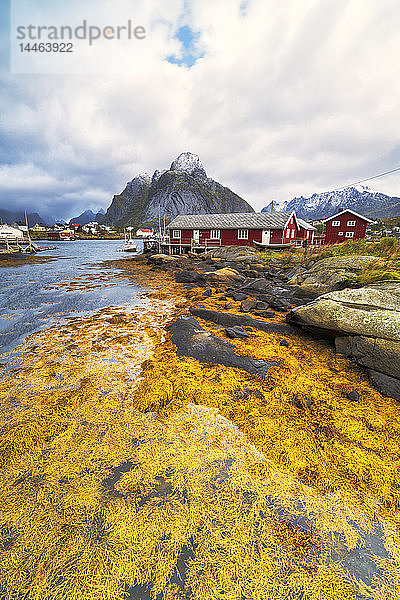 Das Meer ist im Herbst mit gelbem Seegras bedeckt  Reine  Nordland  Lofoten  Norwegen  Europa