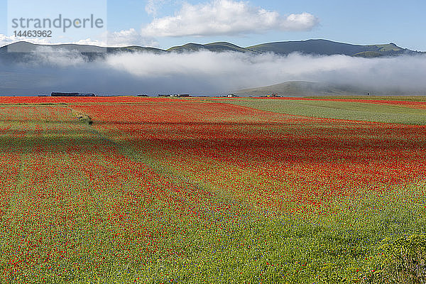 Blühende Blumen auf der Hochebene Piano Grande  Nationalpark Sibillini  Umbrien  Italien