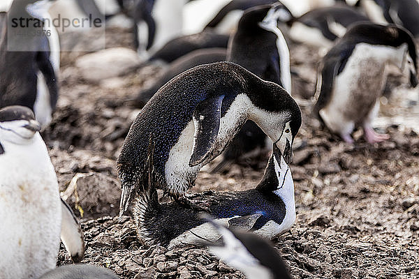 Zügelpinguine bei der Paarung in der Antarktis  Polarregionen