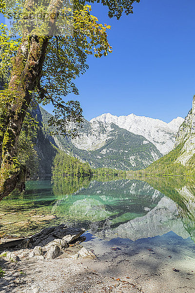 Watzmannspiegelung im Obersee  Nähe Königssee  Berchtesgadener Land  Nationalpark Berchtesgaden  Oberbayern  Bayern  Deutschland  Europa