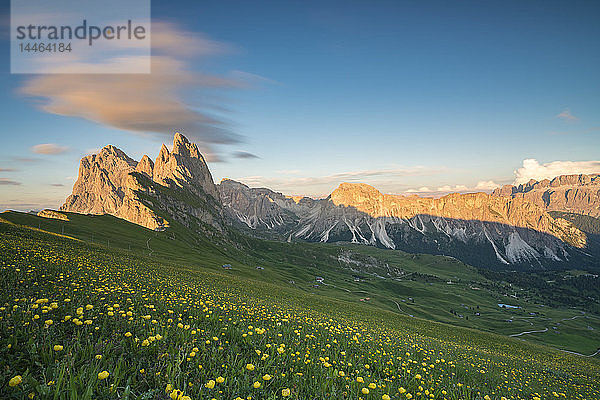 Globeflowers-Feld am Berg Seceda in St. Ulrich  Italien