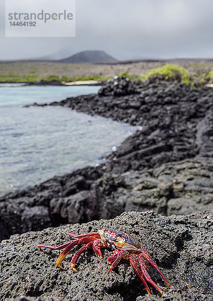 Sally-Lightfoot-Krabbe (Grapsus grapsus)  Floreana (Charles)-Insel  Galapagos  UNESCO-Welterbe  Ecuador