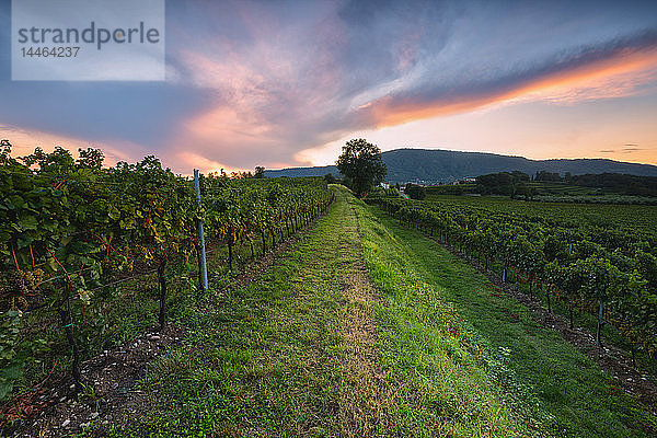 Weinberg bei Sonnenuntergang in Franciacorta  Italien