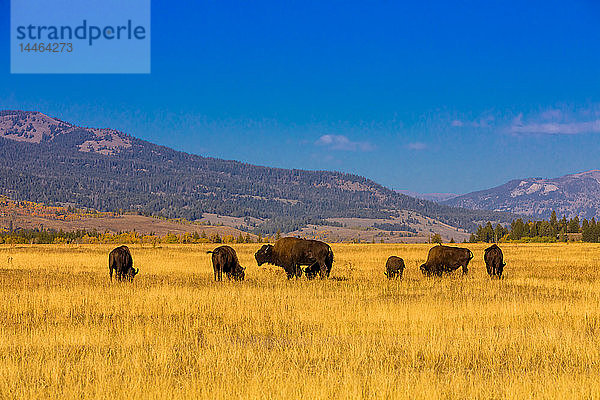 Frei umherstreifender Büffel in Jackson  Wyoming  Vereinigte Staaten von Amerika  Nordamerika